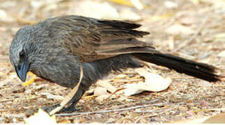 Apostlebird