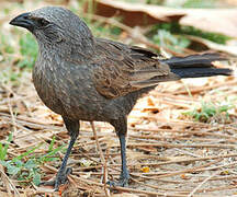 Apostlebird