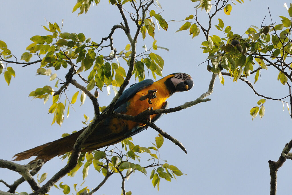 Blue-and-yellow Macawadult