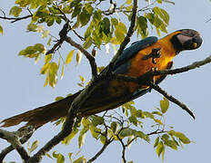 Blue-and-yellow Macaw