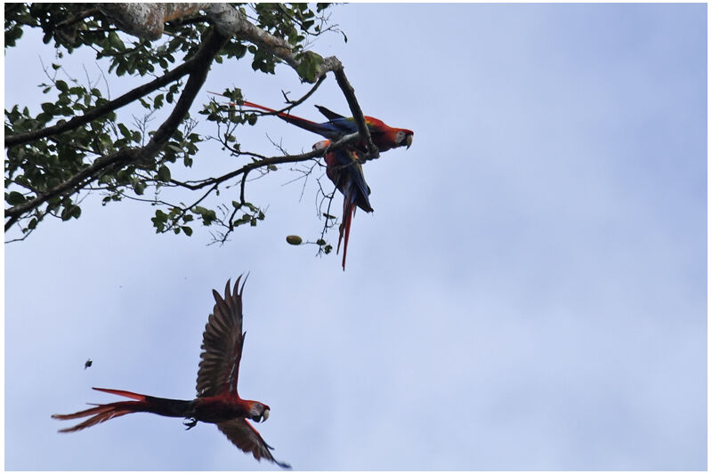 Scarlet Macawadult