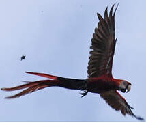 Scarlet Macaw