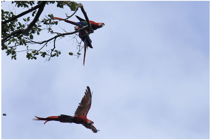 Scarlet Macawadult