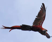 Scarlet Macaw