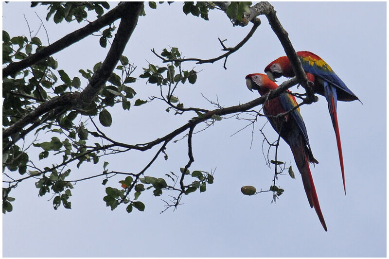 Scarlet Macawadult