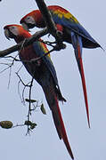 Scarlet Macaw