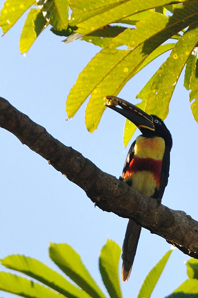 Chestnut-eared Aracariadult, identification