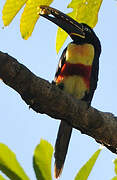 Chestnut-eared Aracari