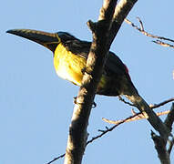 Lettered Aracari