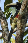 Black-necked Aracari