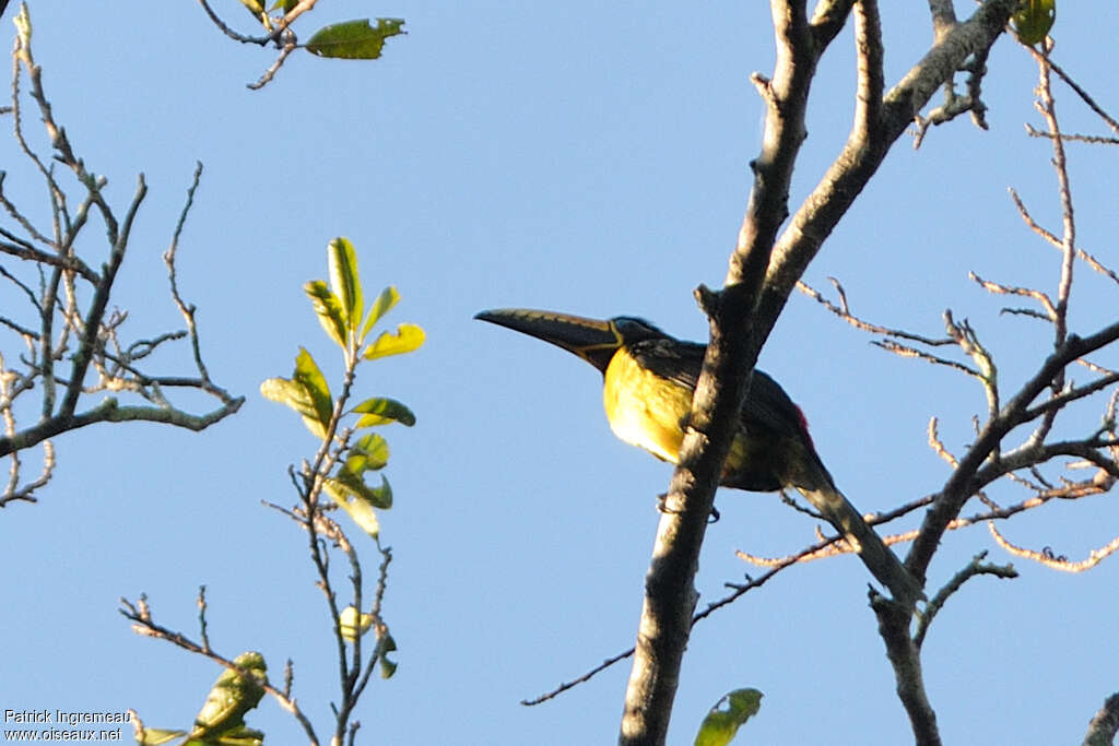Araçari marqué mâle, adulte