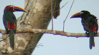 Green Aracari