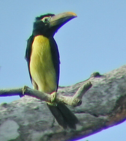 Green Aracari