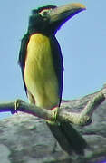 Green Aracari