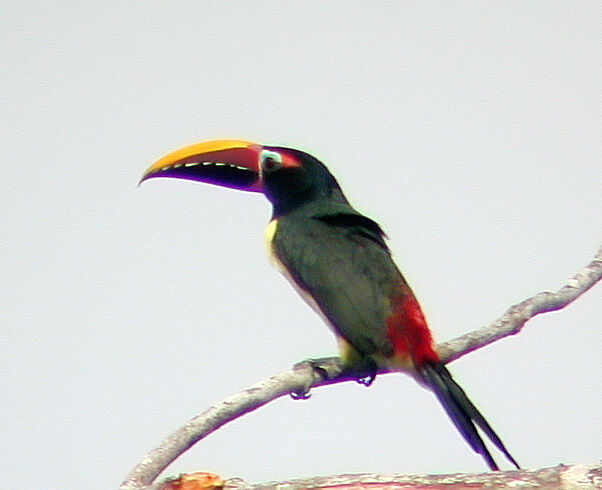 Green Aracari