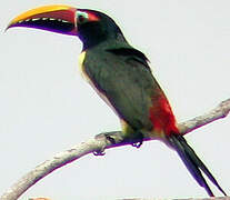 Green Aracari