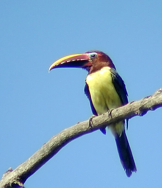 Araçari vert