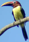 Green Aracari