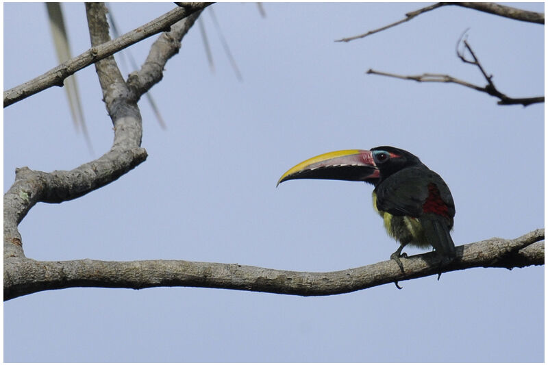 Green Aracari male adult