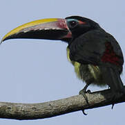 Green Aracari