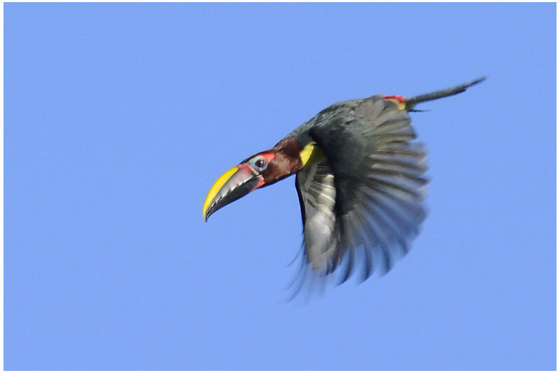 Green Aracari female adult