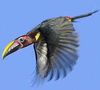 Green Aracari