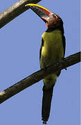 Green Aracari