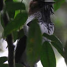 Araponga barbu