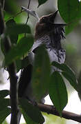 Bearded Bellbird