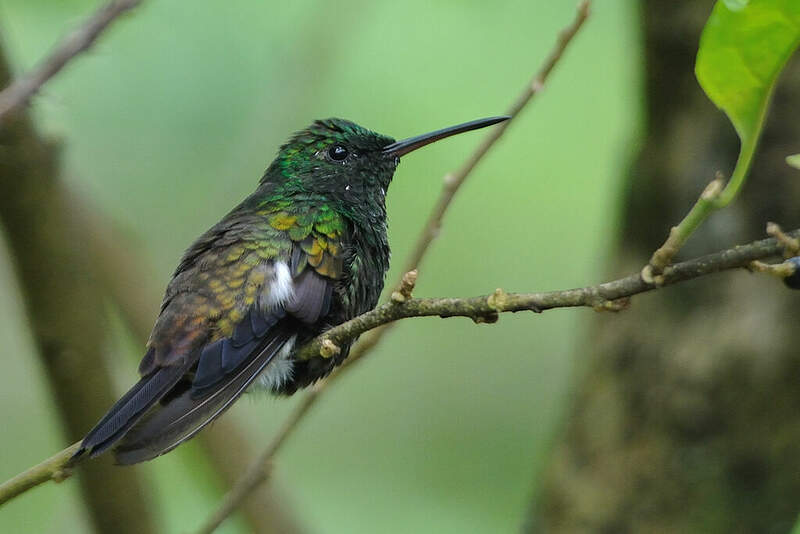 copper rumped hummingbird copper rumped hummingbird