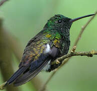 Copper-rumped Hummingbird