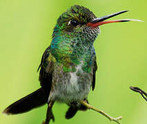 Glittering-throated Emerald