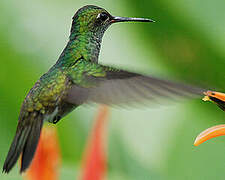 Glittering-throated Emerald