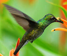 Glittering-throated Emerald