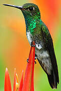 Glittering-throated Emerald