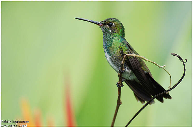 Glittering-throated Emeraldadult, identification