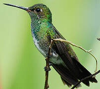 Glittering-throated Emerald