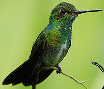 Glittering-throated Emerald