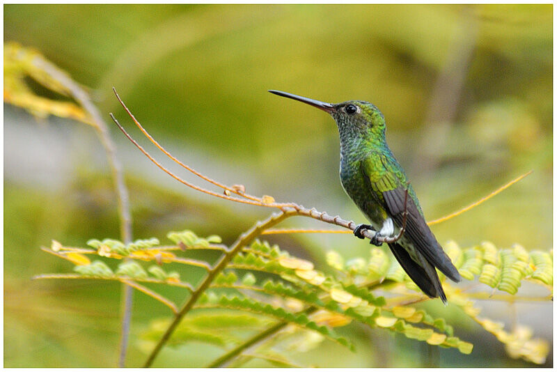 Glittering-throated Emeraldadult