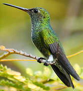 Glittering-throated Emerald