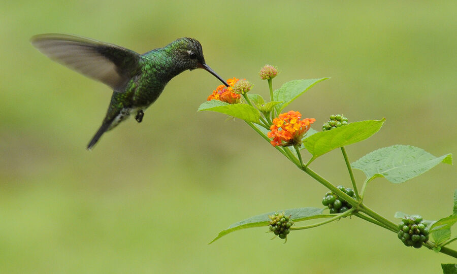 Glittering-throated Emerald