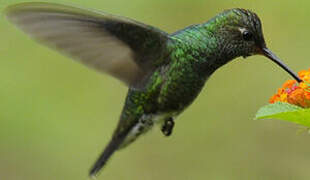 Glittering-throated Emerald