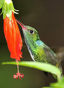 Glittering-throated Emerald