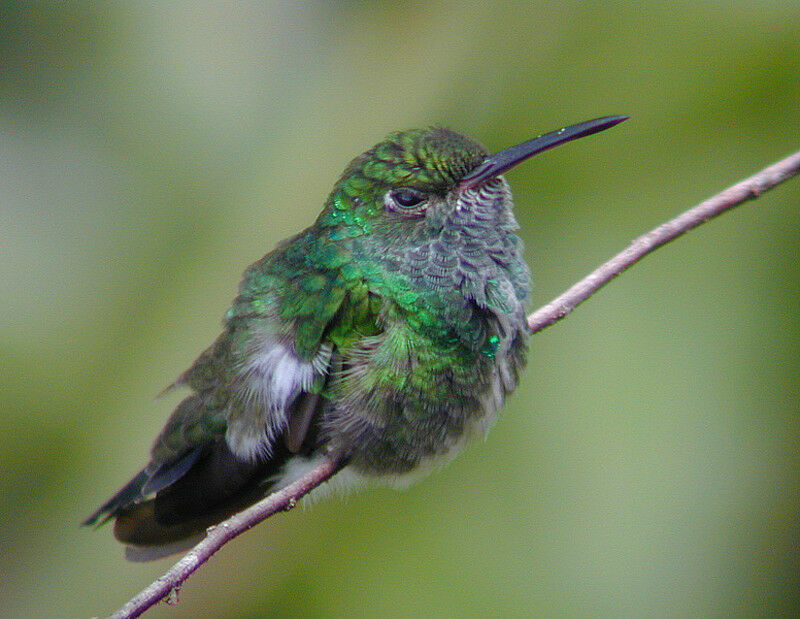 Glittering-throated Emerald