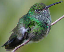 Glittering-throated Emerald