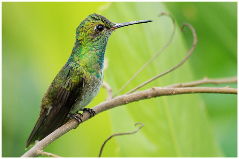 Glittering-throated Emeraldadult