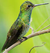 Glittering-throated Emerald