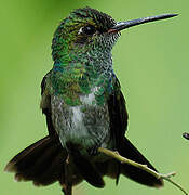 Glittering-throated Emerald