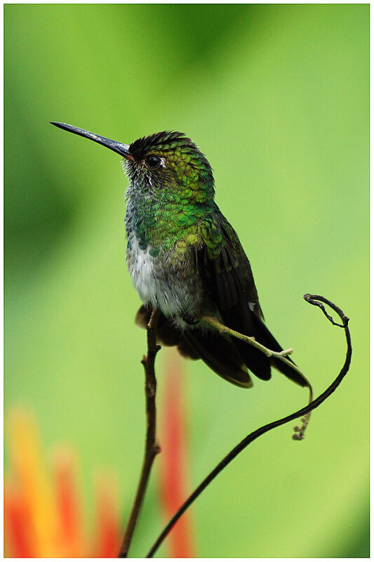 Glittering-throated Emeraldadult