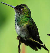 Glittering-throated Emerald